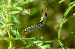 Hyles lineata - White-lined Sphinx Moth Caterpillar