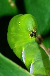 Tobacco Hornworm Caterpillar