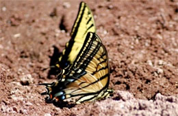 Papilio multicaudata - Two-Tailed Swallowtails Puddling