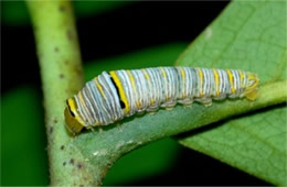 Eurytides marcellus - Zebra Swallowtail Caterpillar