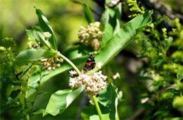 Milkweed with Vanessa - Monarch Larval Host Plant