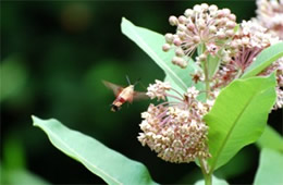 Milkweed with Hummingbird Moth - Monarch Larval Host Plant
