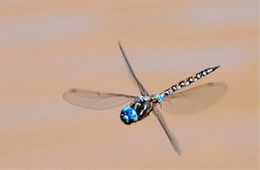Rhionaeschna multicolor - Blue-eyed Darner in Flight