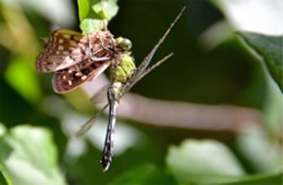 Dragonfly with Prey