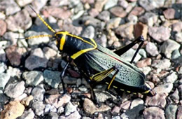 Taeniopoda eques - Horse Lubber Grasshopper