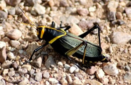 Taeniopoda eques - Horse Lubber Grasshopper