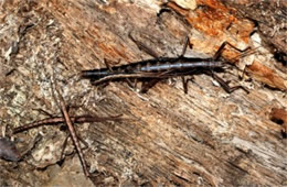 Anisomorpha buprestoides - Two-striped Walkingstick
