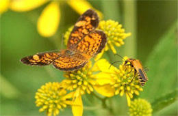 Phyciodes tharos and Chauliognathus pennsylvanicus - pearl crescent butterfly and soldier beetle