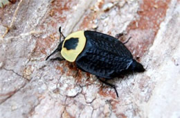 Necrophila americana - American Carrion Beetle