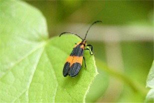 Calopteron discrepans - Net-winged Beetle