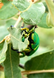 Chrysina woodi - Wood's Jewel Scarab Beetle