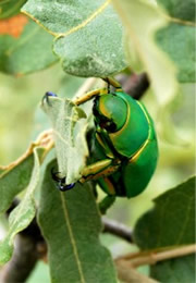 Chrysina woodi - Wood's Jewel Scarab Beetle