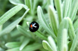 Axion tripustulata - Black Ladybird Beetle