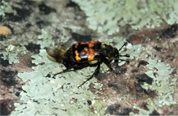 Nicrophorus tomentosus - Burying (Sexton) Beetle with Mites