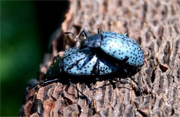 Gibbifer californicus - Pleasing Fungus Beetle