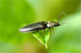 ElatElateridae - Click Beetle