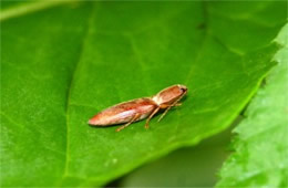 Elateridae - Click Beetle