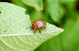 Leptinotarsa decemlineata - Colorado Potato Beetle