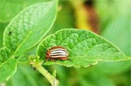 Leptinotarsa decemlineata - Colorado Potato Beetle