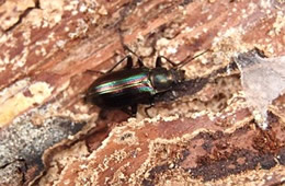 Tarpela micans - Darkling Beetle