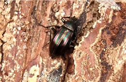 Tarpela micans - Darkling Beetle