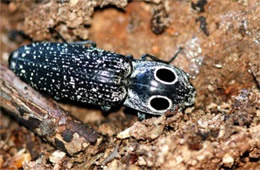 Alaus oculatus - Eyed Click Beetle