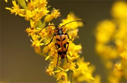flower longhorn beetle