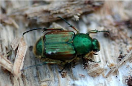 flower scarab beetle