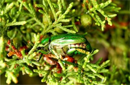 Chrysina gloriosa - Glorious Beetle
