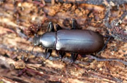 Carabidae - ground beetle