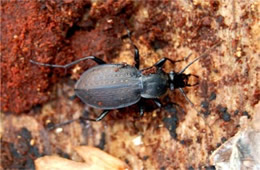 Carabus goryi - Ground Beetle