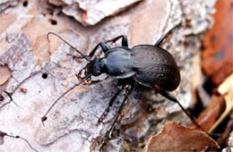 Carabus goryi - Ground Beetle