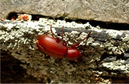 Carabidae - Ground Beetle