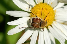 hairy flower scarab beetle