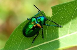 Chrysochus auratus - Dogbane Beetle