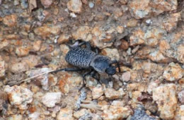 Cryptoglossa variolosa - Death-feigning Beetle