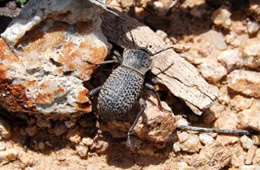Cryptoglossa variolosa - Death-feigning Beetle