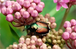 Popilla japonica - Japanese Beetle on Milkweed