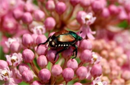 Popilla japonica - Japanese Beetle