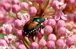 Popilla japonica - Japanese Beetle