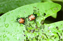 Popilla japonica - Japanese Beetle Eating Sassafras Leaf