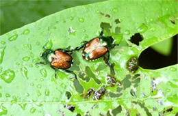Popilla japonica - Japanese Beetle Eating Sassafras Leaf