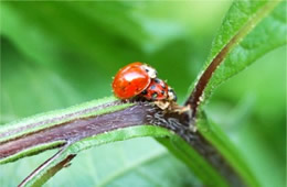 ladybird beetles