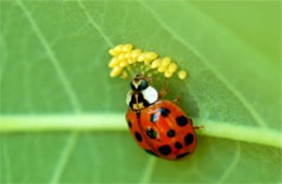 Harmonia axyridis - ladybird beetle eating insect eggs