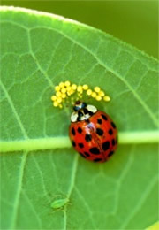 ladybird beetle eating insect eggs