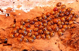 Ladybird Beetle Hibernation