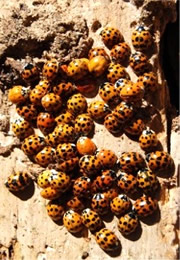 Ladybird Beetle Hibernation