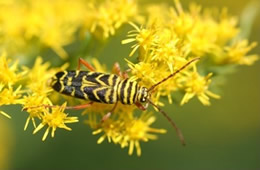 locust borer beetle
