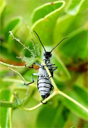 Epicauta pestifera - Margined Blister Beetle
