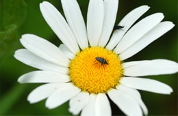 miniature beetle